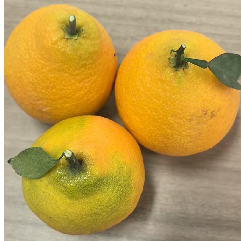 【村书记助农】太湖七都本地种植红美人4.5斤