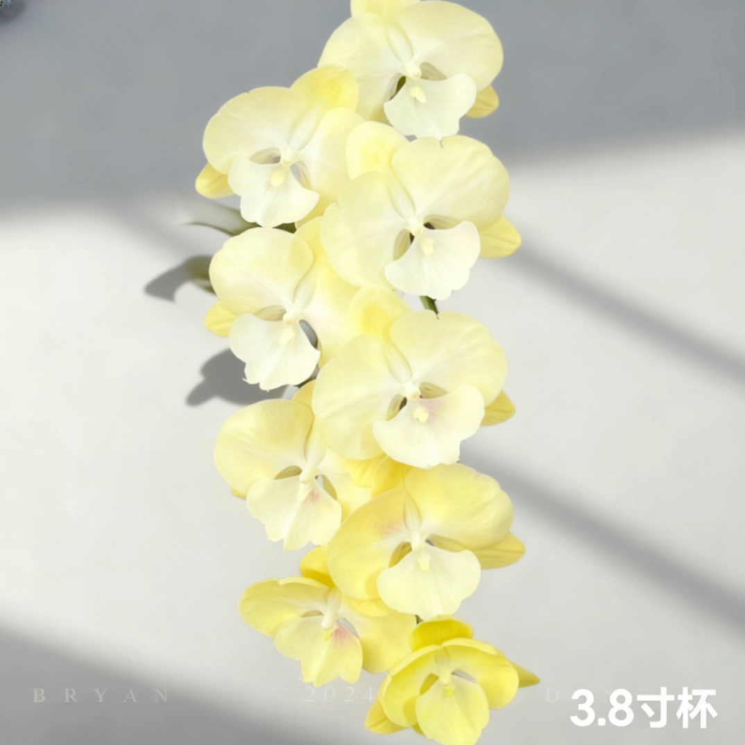 画鲜【香草冰淇淋】超稀缺蝴蝶兰1苗四季开好养特大号