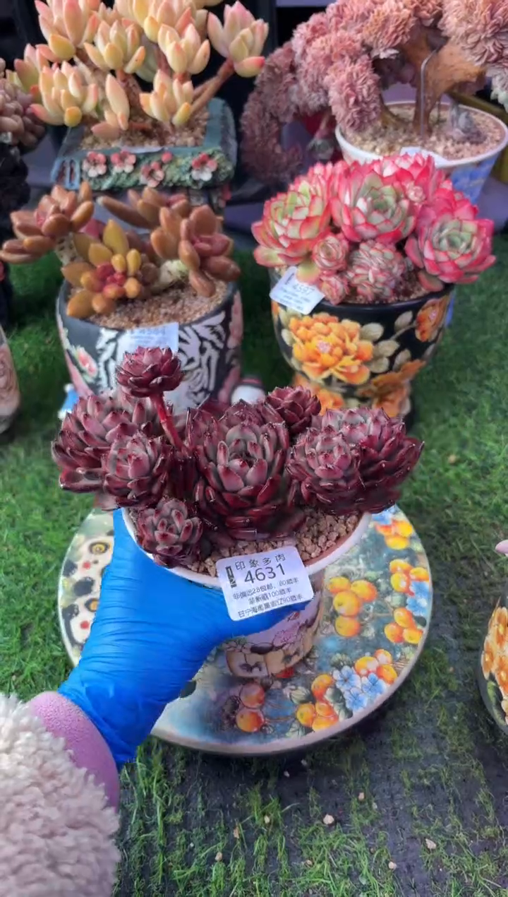 昆明印象多肉4631