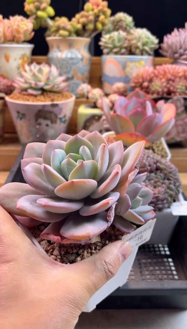 【闪购商品】2.5-10奶茶双头