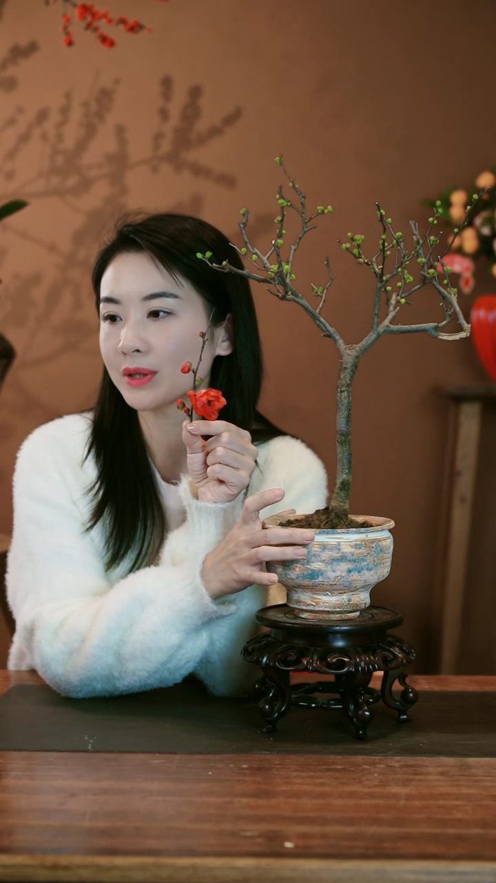 【闪购商品】盆景海棠花