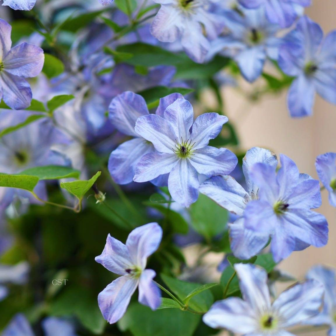虹越铁线莲 |“海风”6L盆栽苗庭院花园阳台丰花耐半阴藤本专属