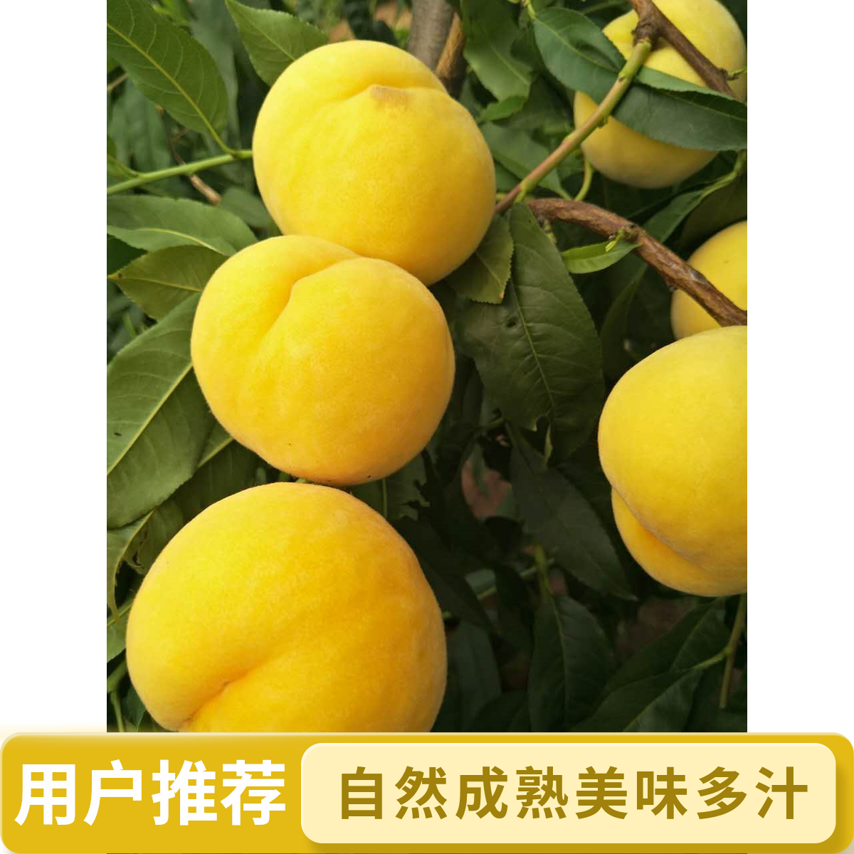 【黄毛桃整果1个】当季新鲜黄桃 现摘现发 脆甜爆汁 坏果包赔 新鲜到家河南省