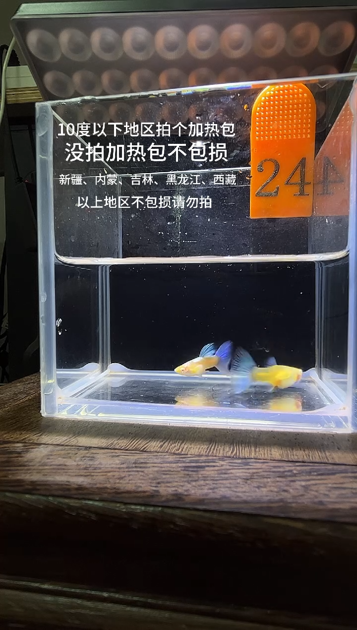 孔雀鱼蓝白飞船24