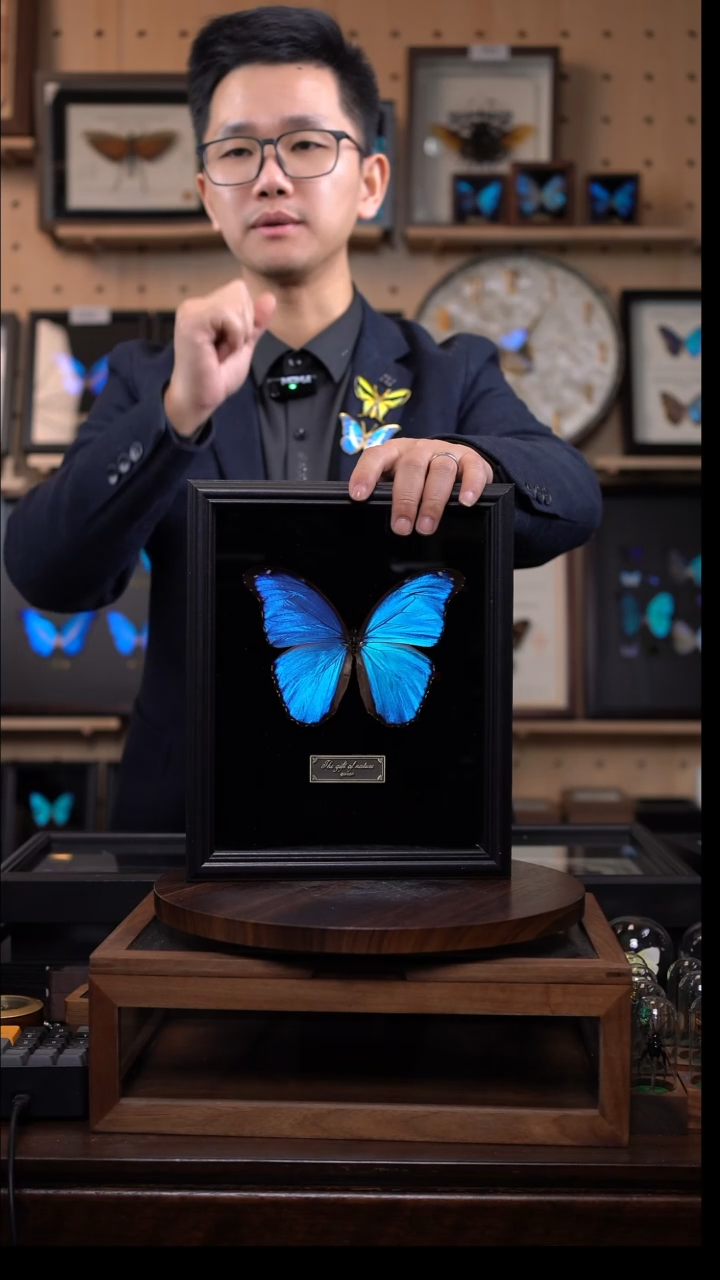 大蓝闪蝶黑绒底版10寸欧式框（带证书）