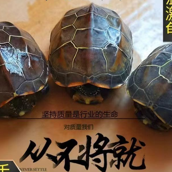 【4到6厘米中华草龟】外塘冷水养殖活泼可爱观赏宠物龟活体 包邮
