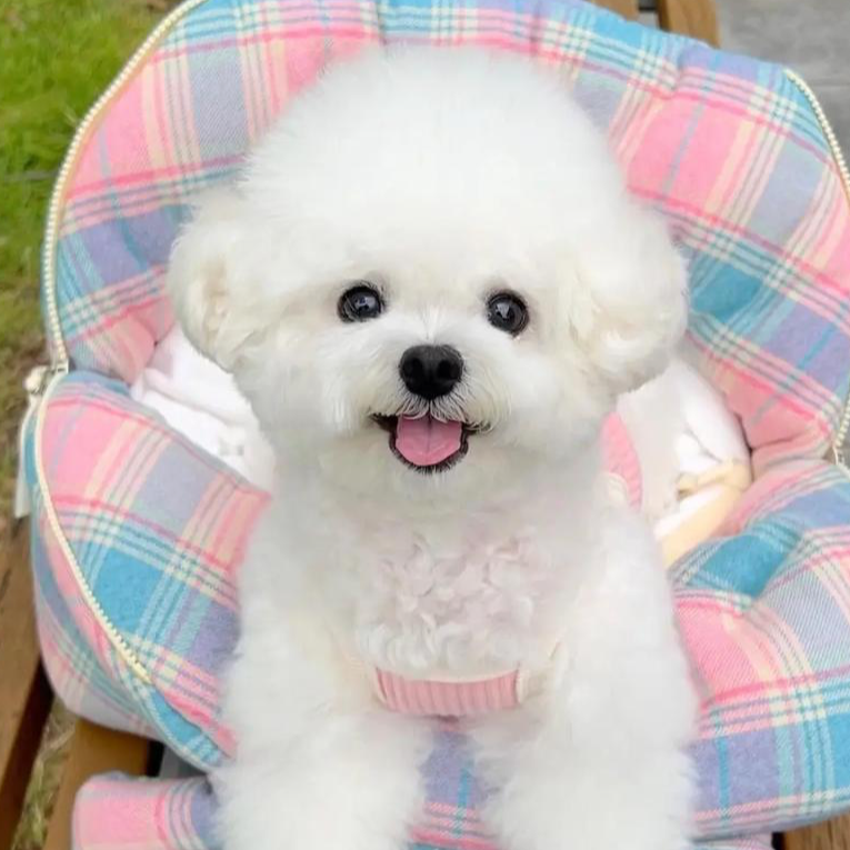 【千仟旺】精品比熊犬陪伴马尔济斯犬西施约克夏雪纳瑞活体饲养宠物