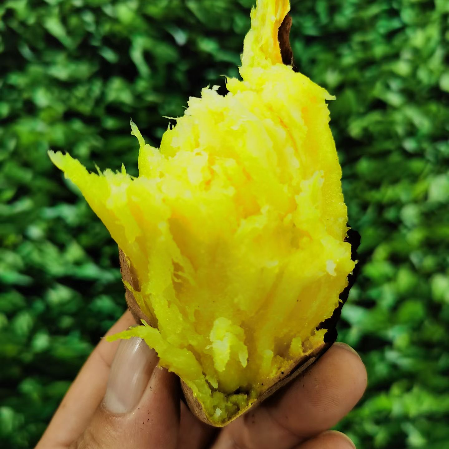 香甜软糯板栗蜜薯年糕沙地西瓜红流汁蜜薯烤红薯