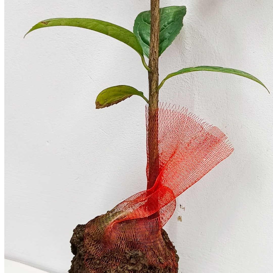 金花茶一物一 拍     2号