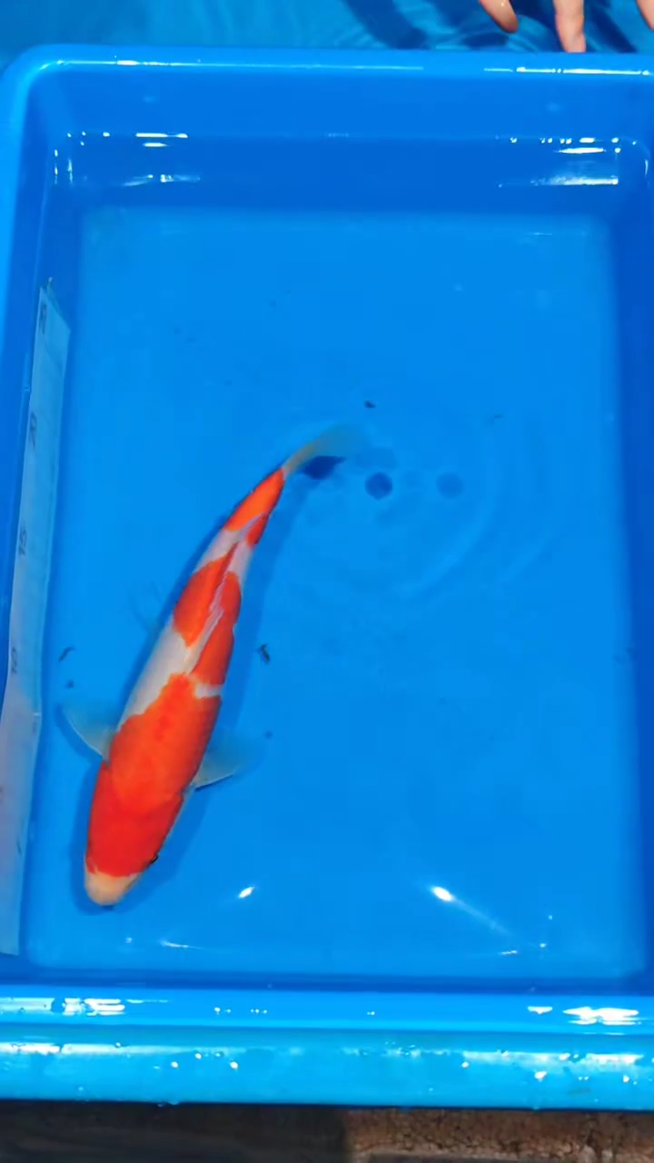 锦鲤005-松江红白（锦鲤统一发顺丰空运到付）