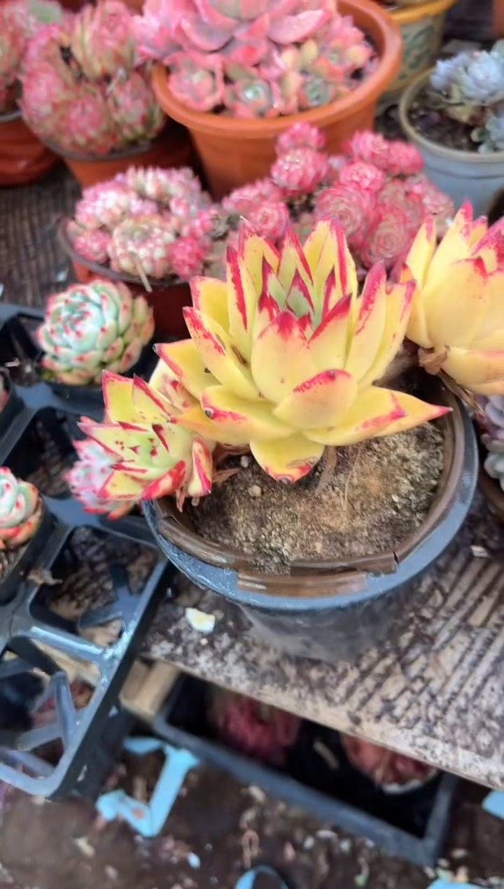 石*人多肉植物一物一拍01467