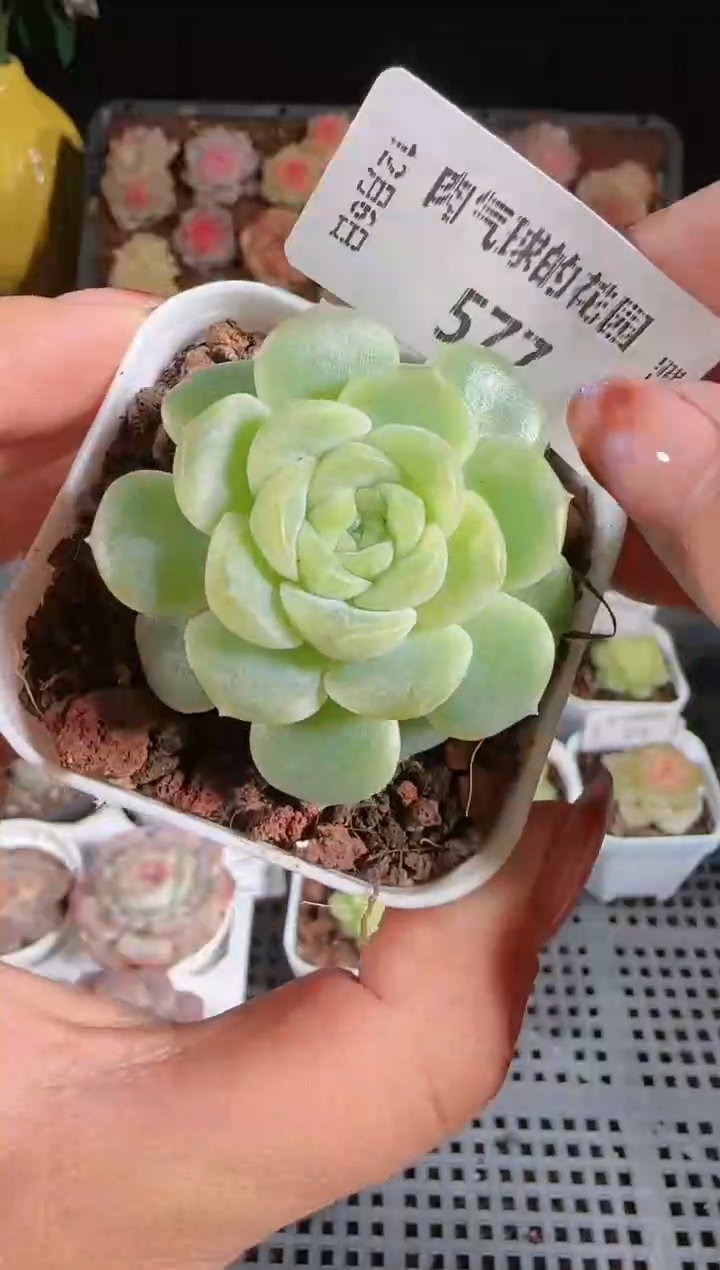 1206-577无尽灯多肉群生不包整