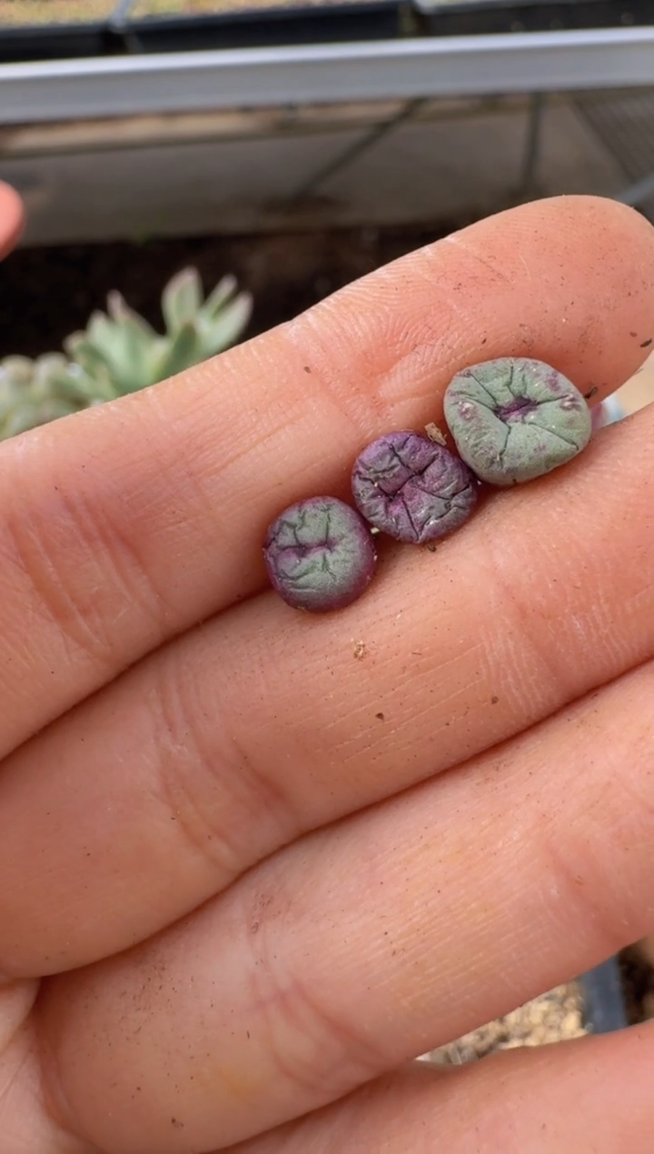 【闪购商品】9-142