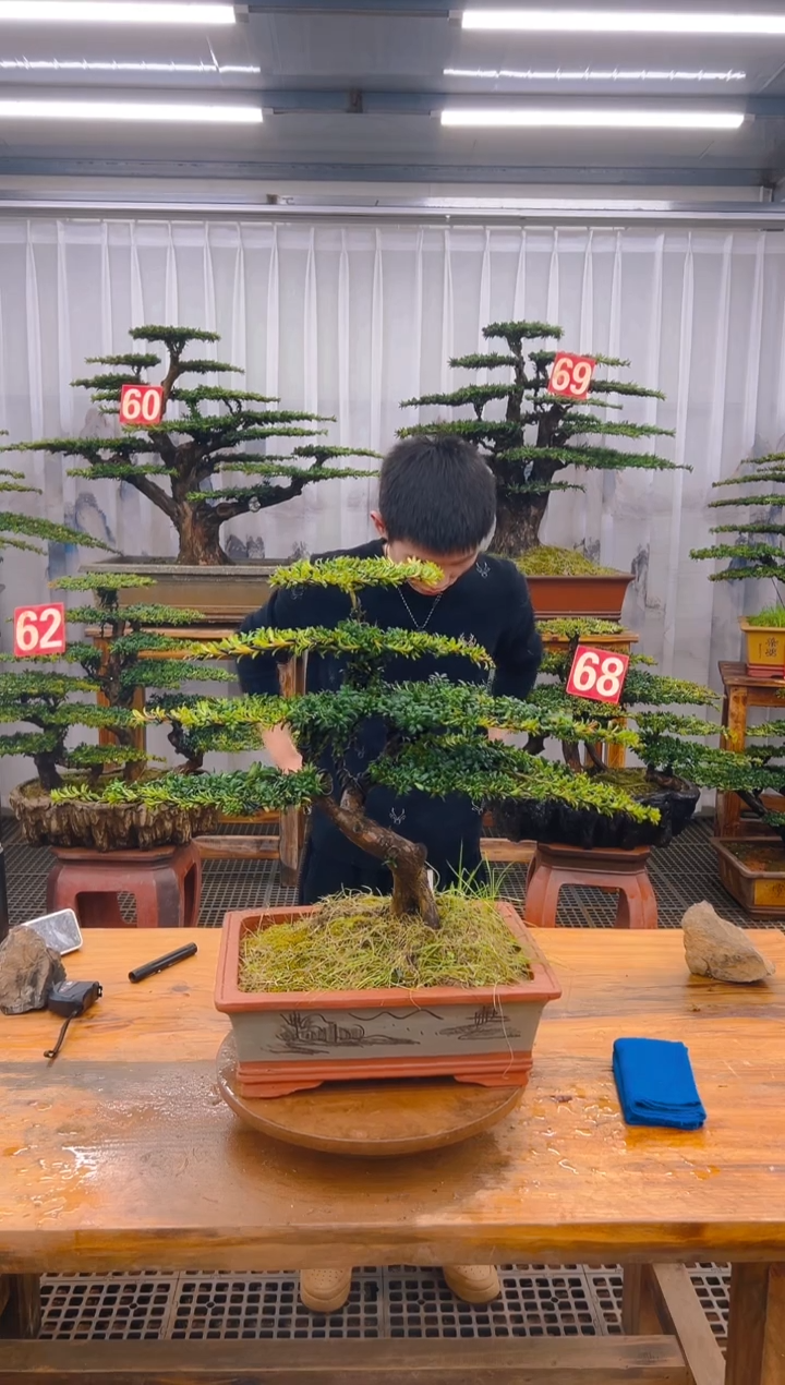 【闪购商品】紫砂精品盆景直播间一物一拍