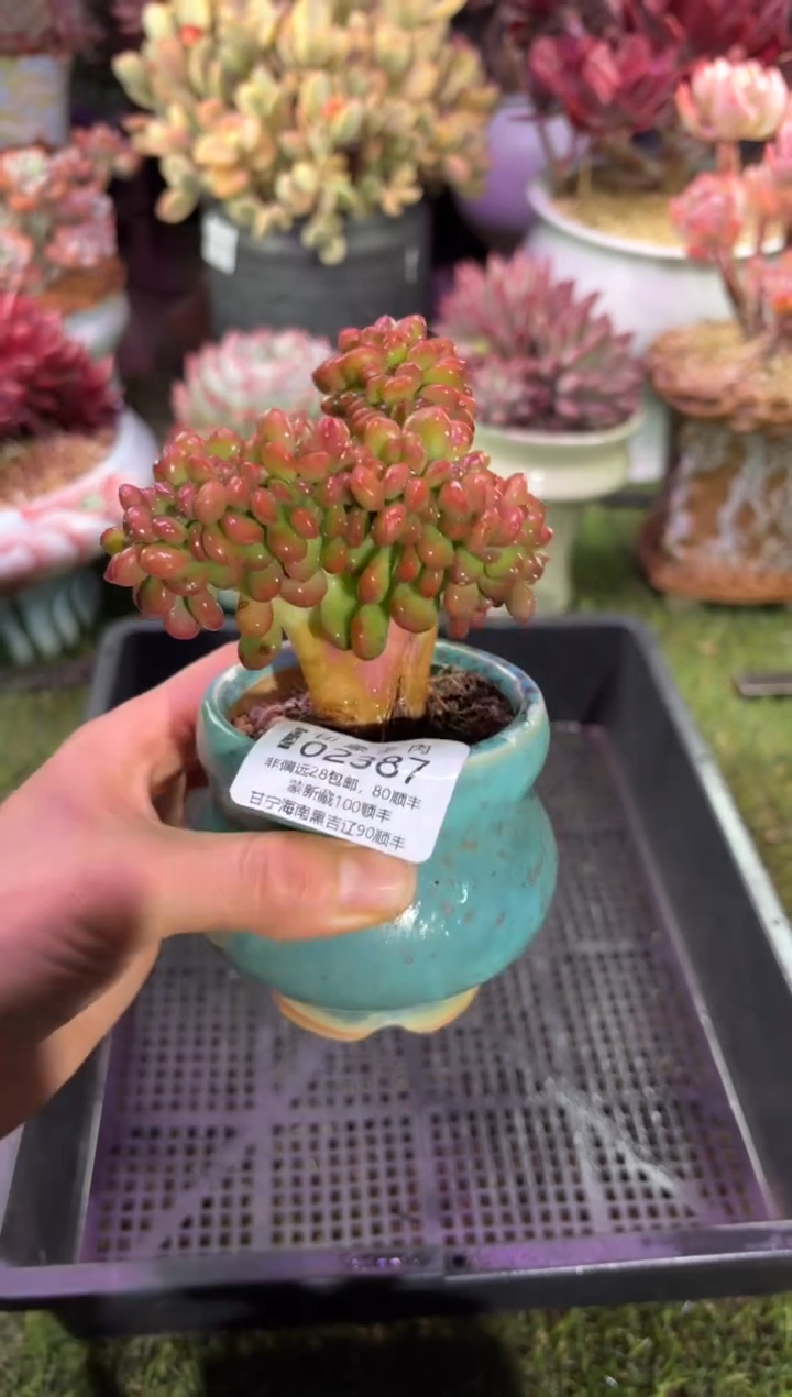 【闪购商品】02387