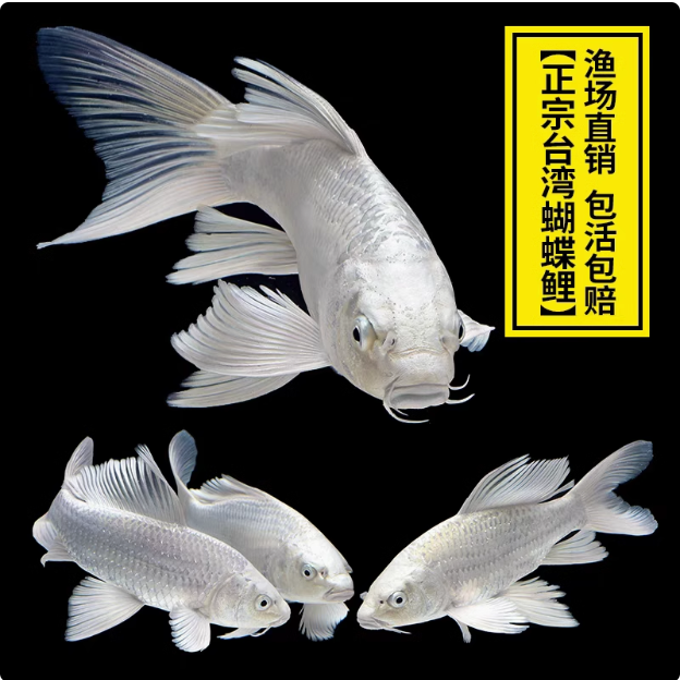 精品蝴蝶鲤鱼台系纯种贵妃体白色普身观赏鱼