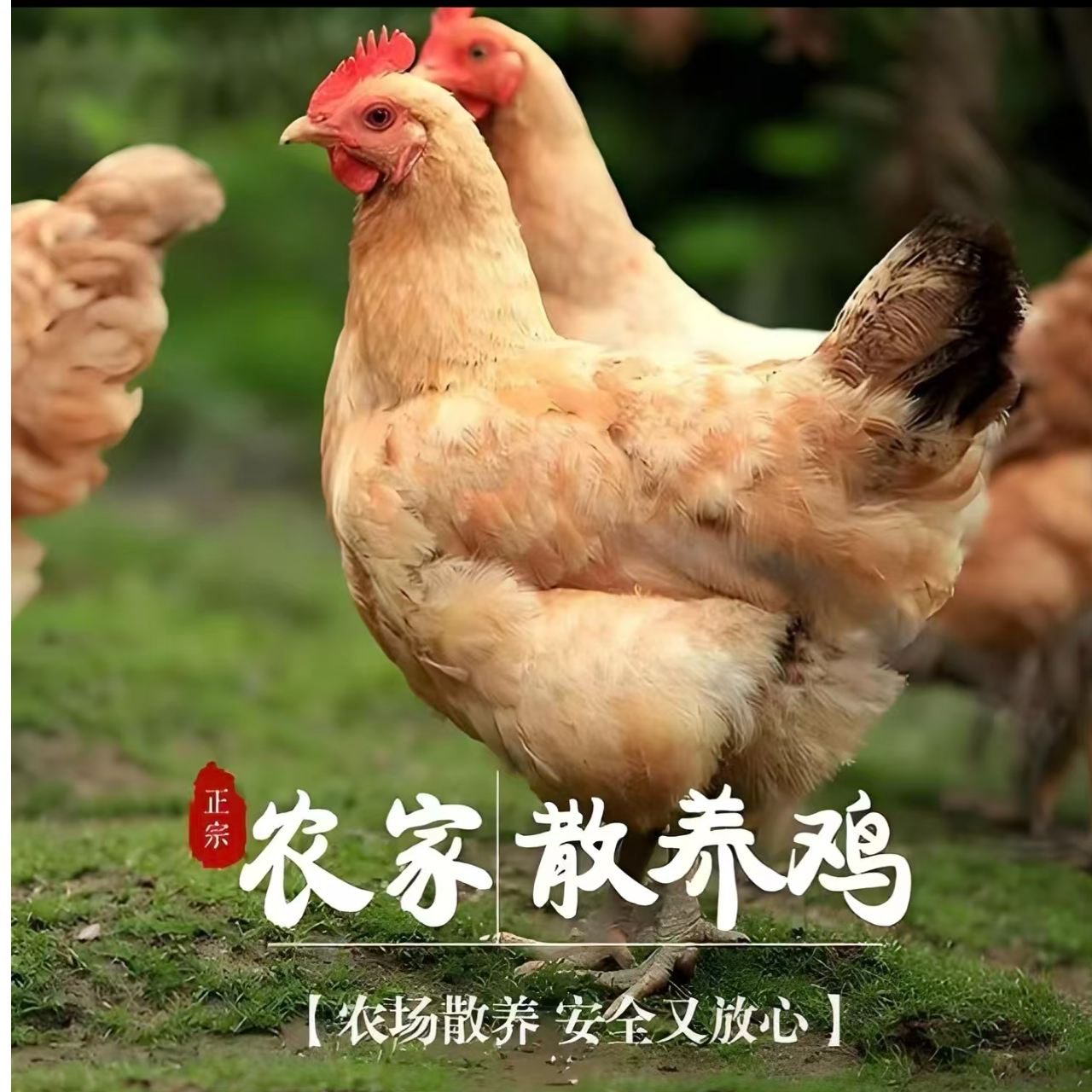 新疆南山民族散养土鸡京东包邮次日达