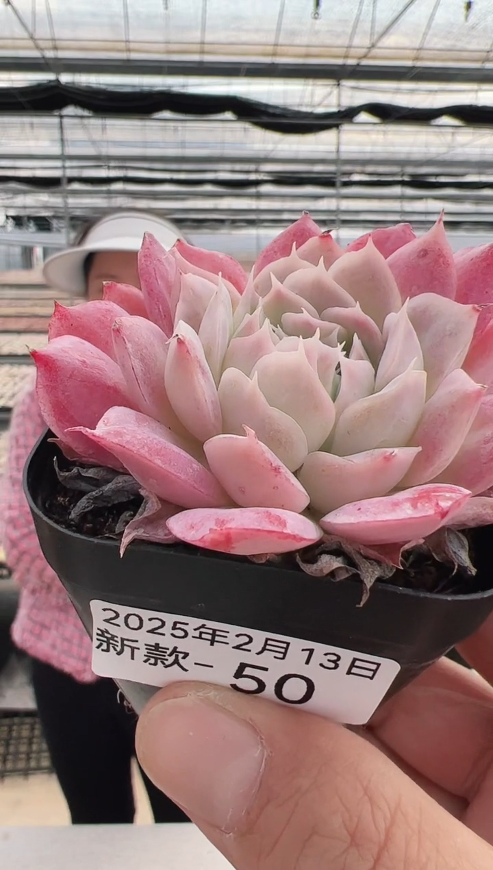 【闪购商品】新款多肉-50