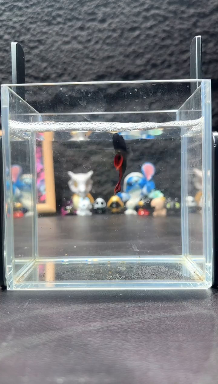 斗鱼十二月三十号