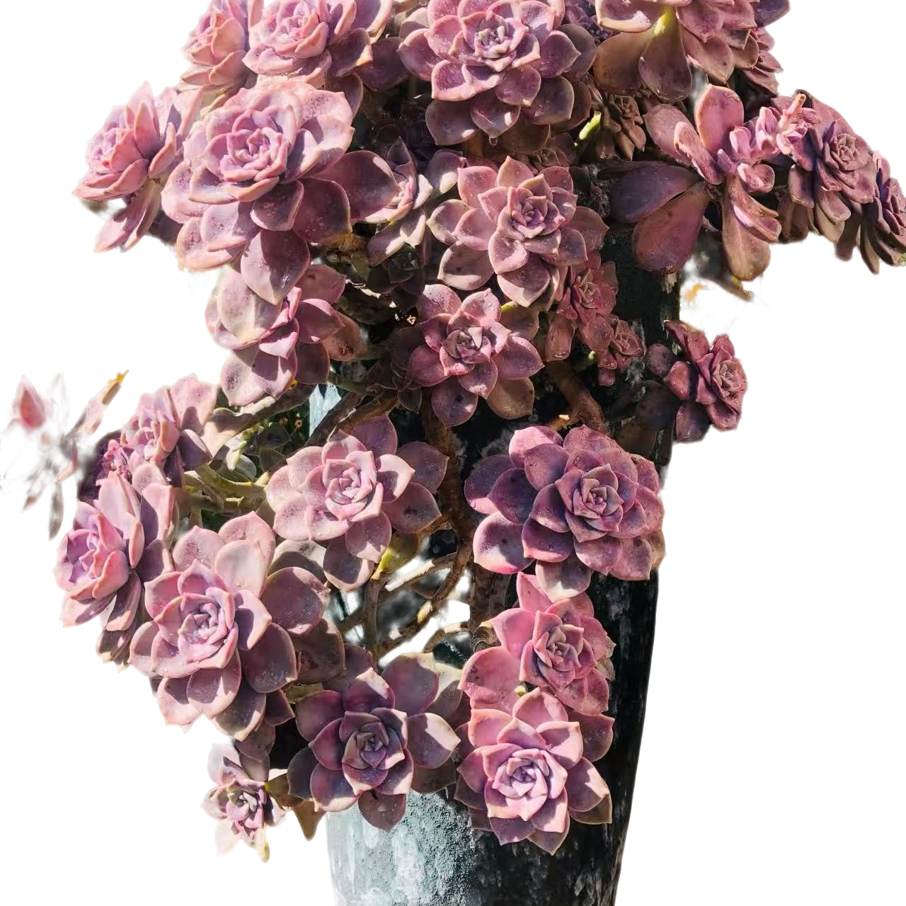 精品多肉   血斑玫瑰紫乐25cm起发（轻微断枝不售后）