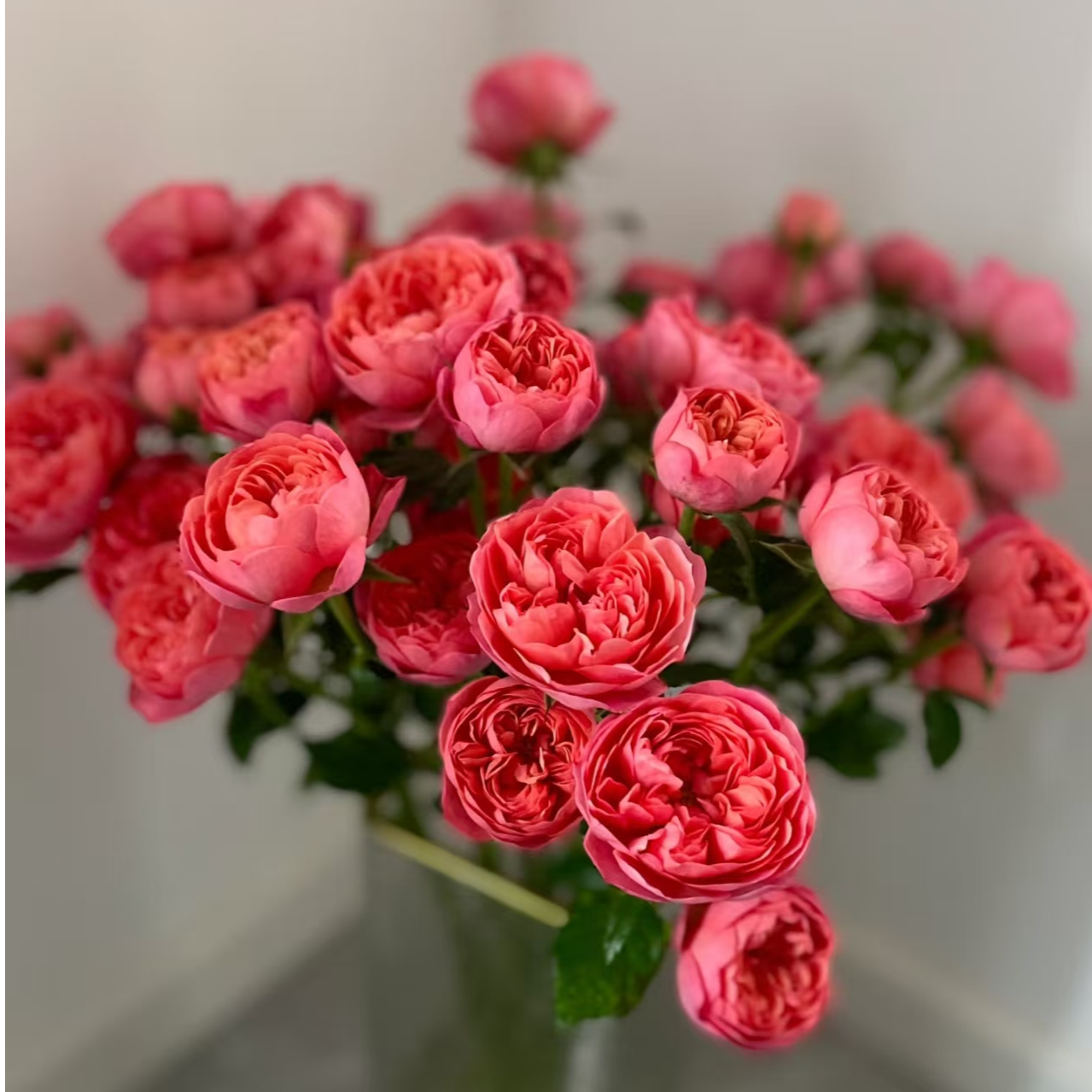 桃红果汁多头玫瑰-家养鲜花云南基地直发-