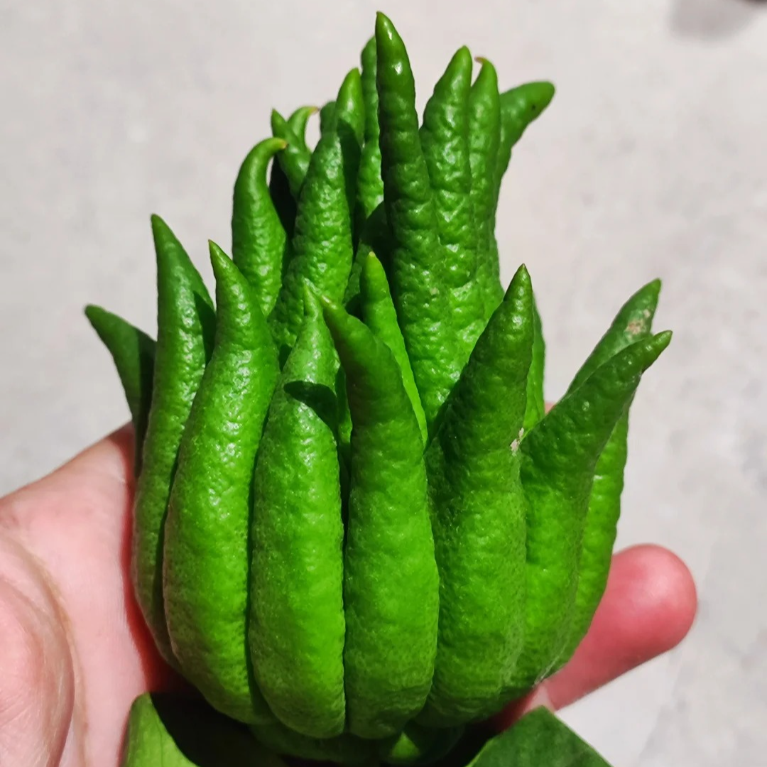 【可爱佛手】 一单包邮 云南鲜花昆明基地现采现发