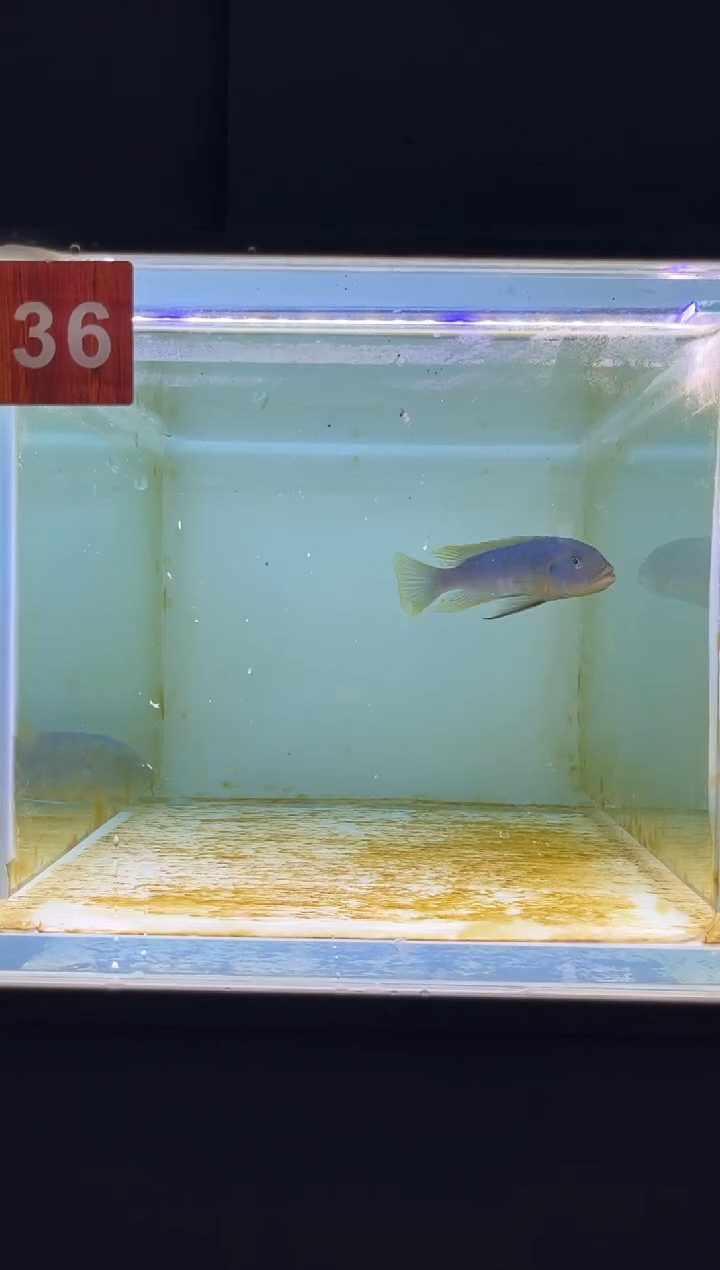 海水三湖慈鲷野生