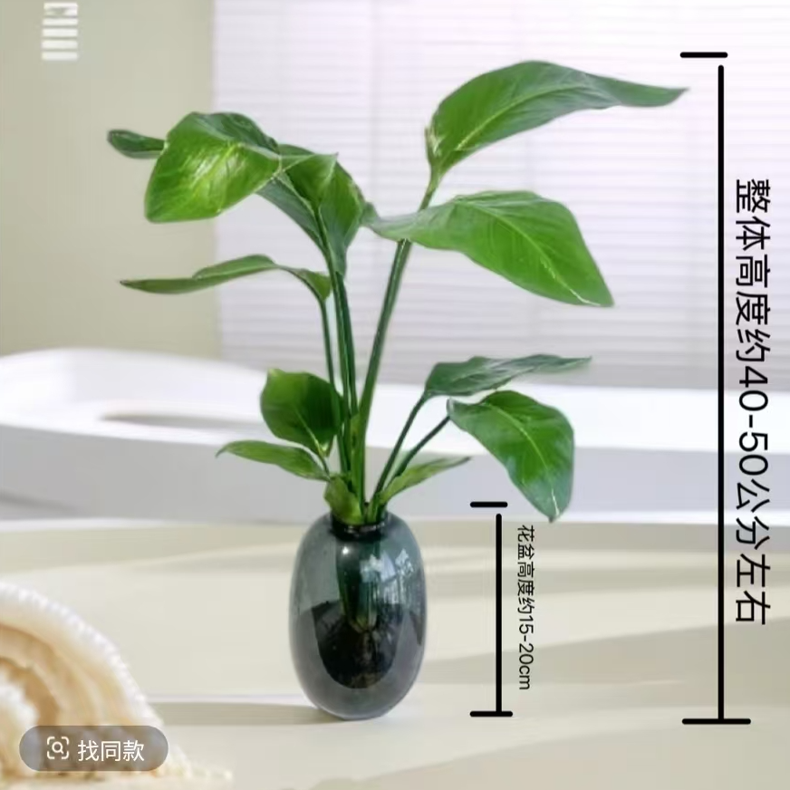 水培天堂鸟大肚瓶两株苗桌面盆栽40-50公分四季常青净化空气