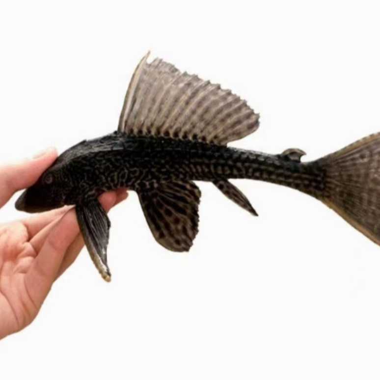 2号清洁工吸盘鱼活鱼鱼观赏鱼吃绿藻褐藻食物残渣清道夫16-18cm