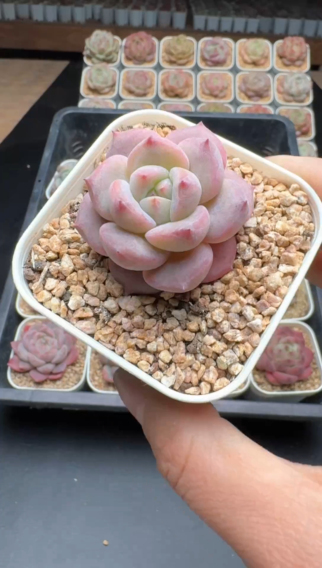 【闪购商品】777E号一物一拍多肉花卉植物3颗起发