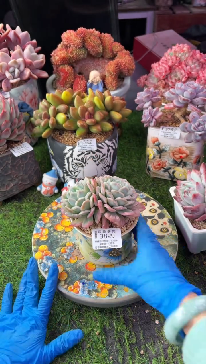 嘉*?昆明印象多肉3829的盆