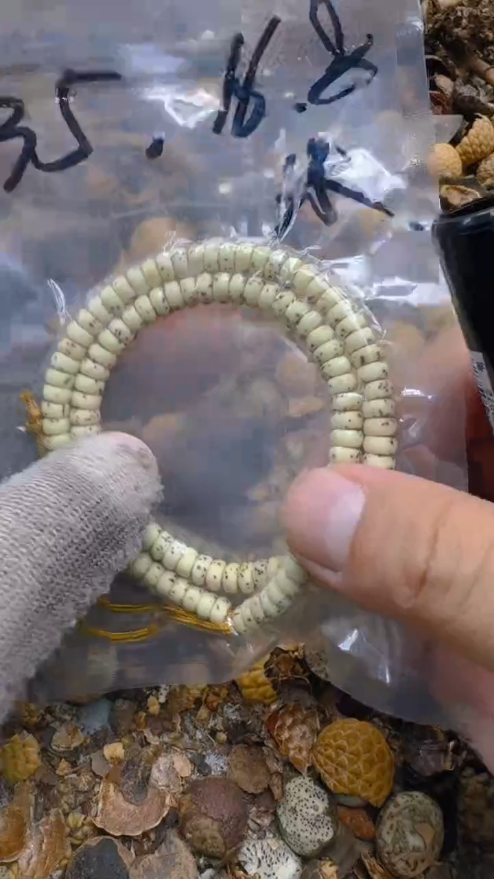 【闪购商品】星月菩提吊坠青稞手作文玩36