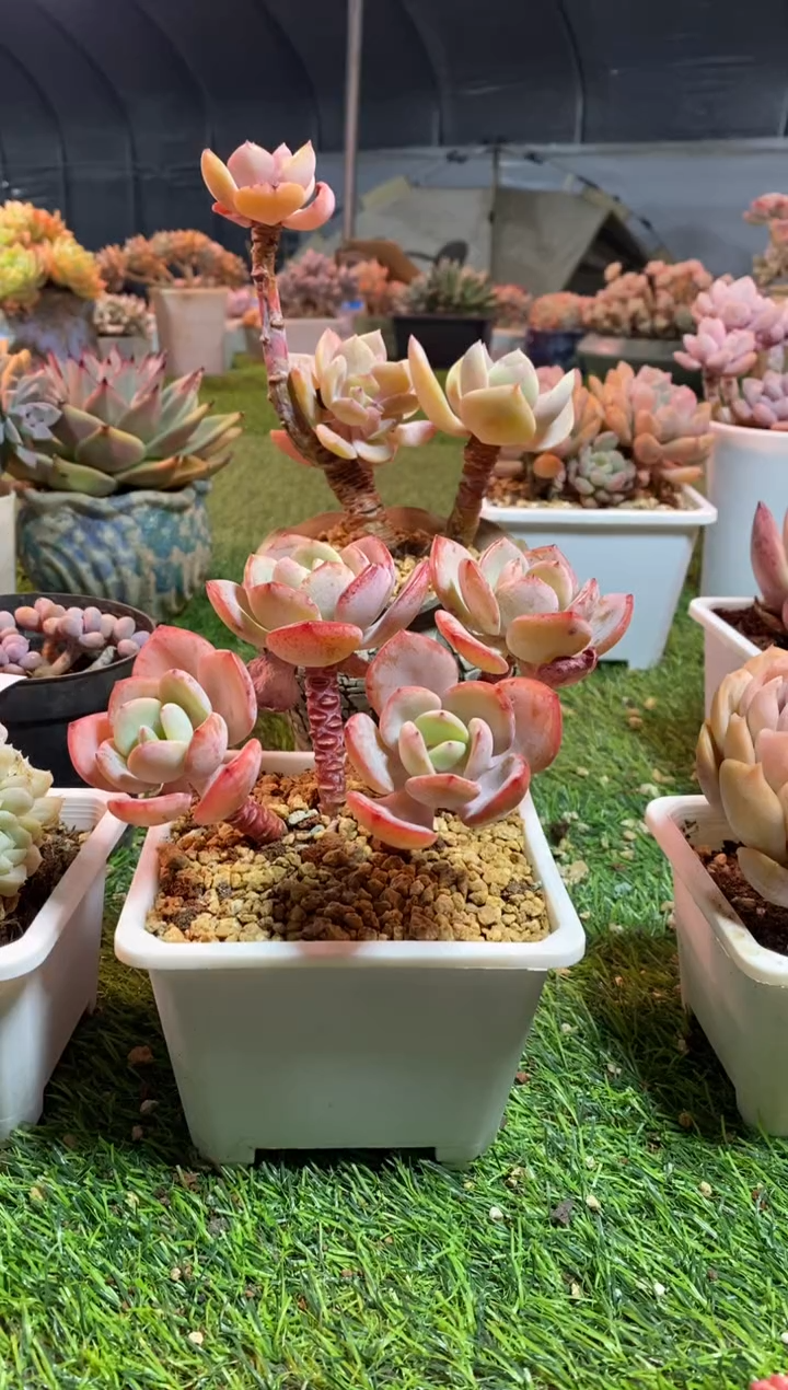 【闪购商品】0660a