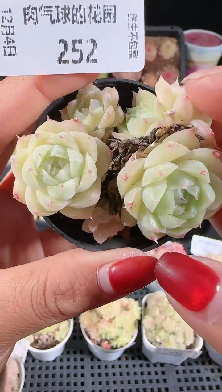 1204-252多肉群生不包整