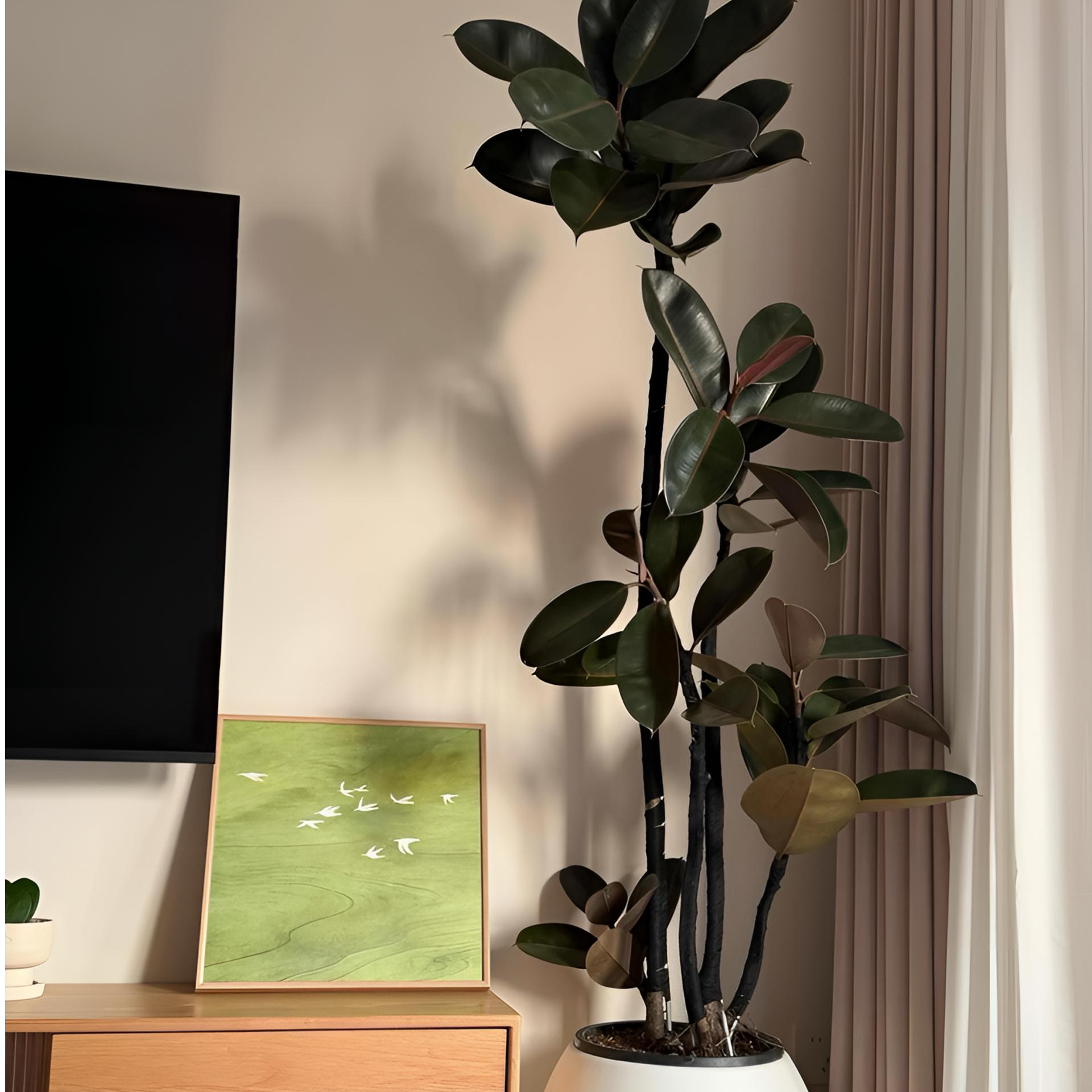 黑金刚橡皮树黑金刚造型老桩橡皮树室内大型盆景客厅电视柜