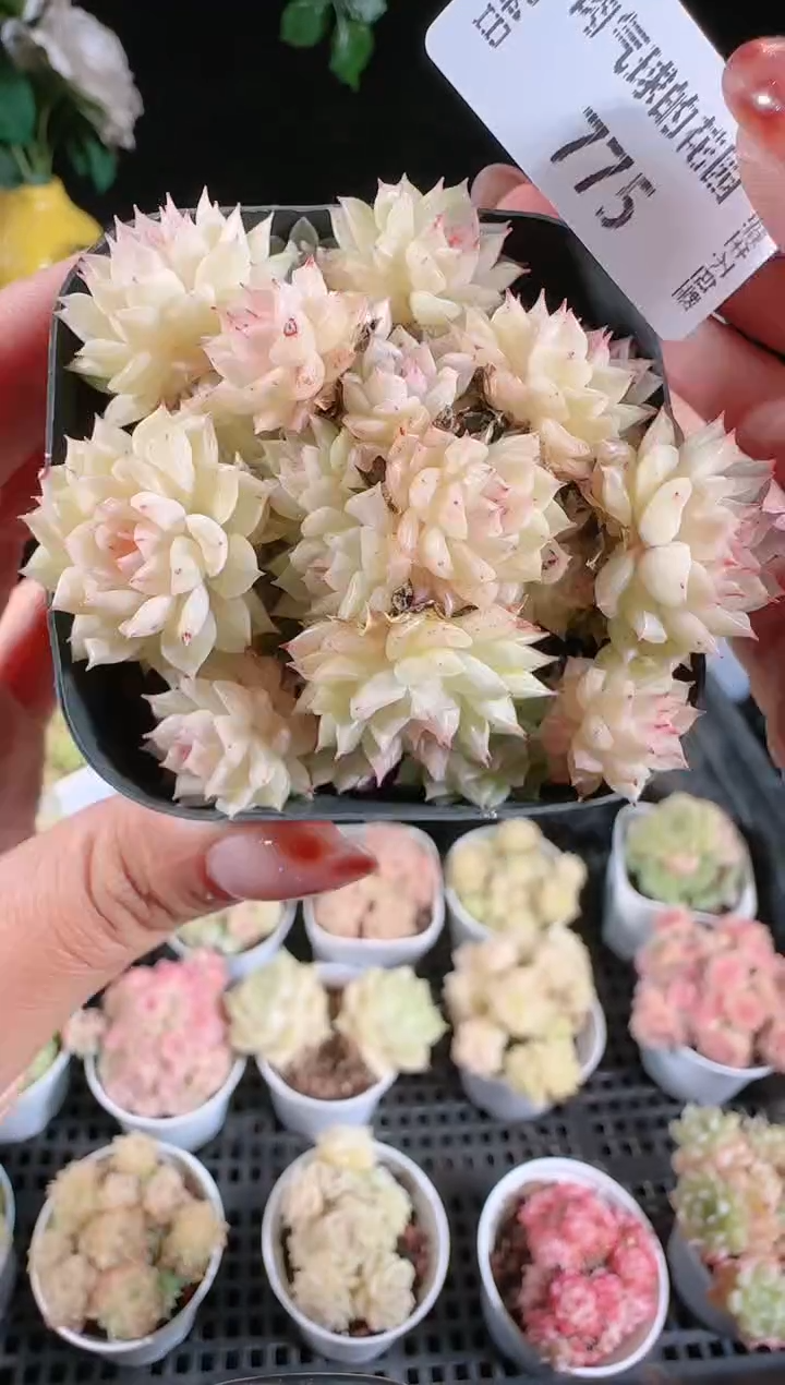 1204-775多肉群生不包整