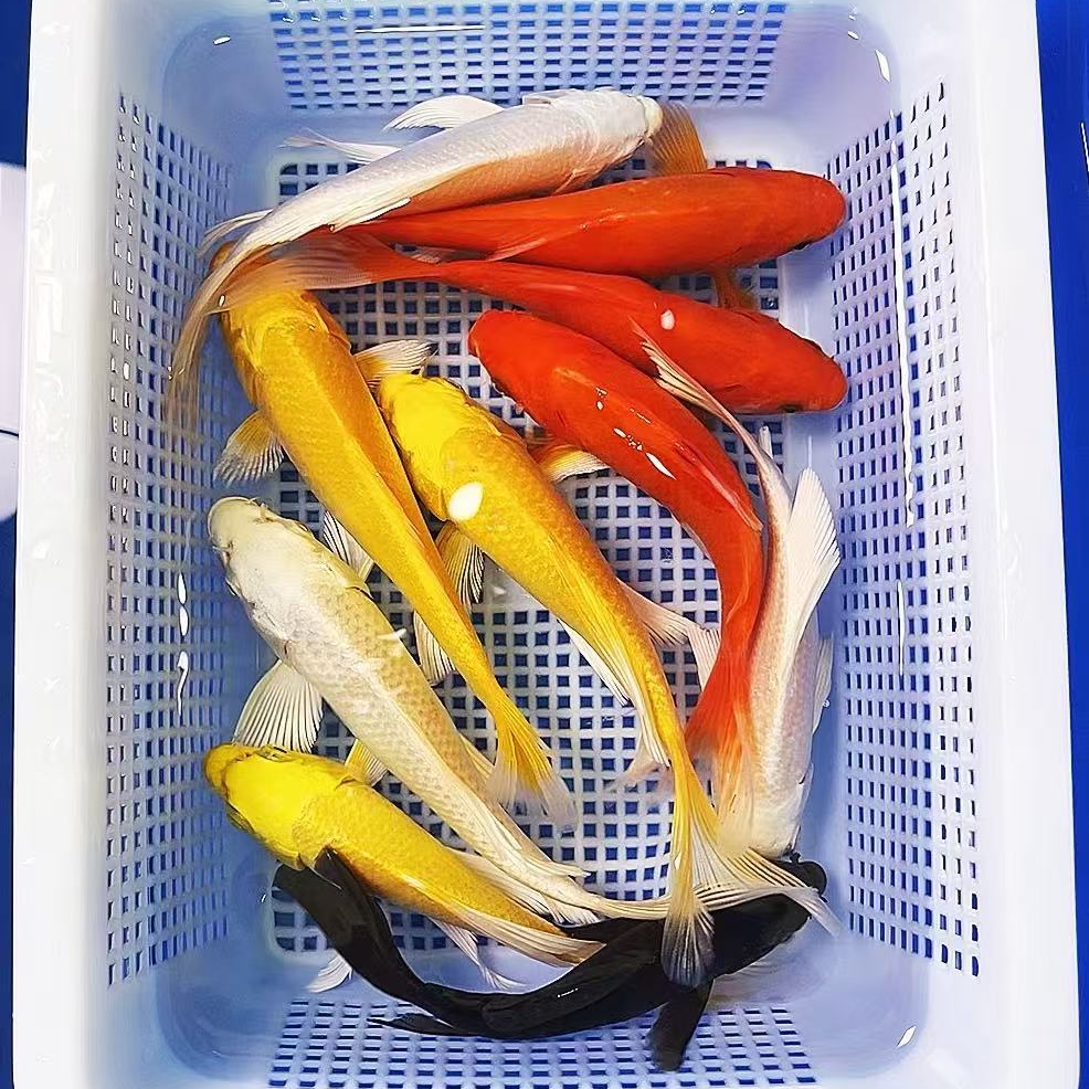 【3黄3红3白+1黑10-12公分】好养耐活冷水观赏鱼淡水鱼招财鱼