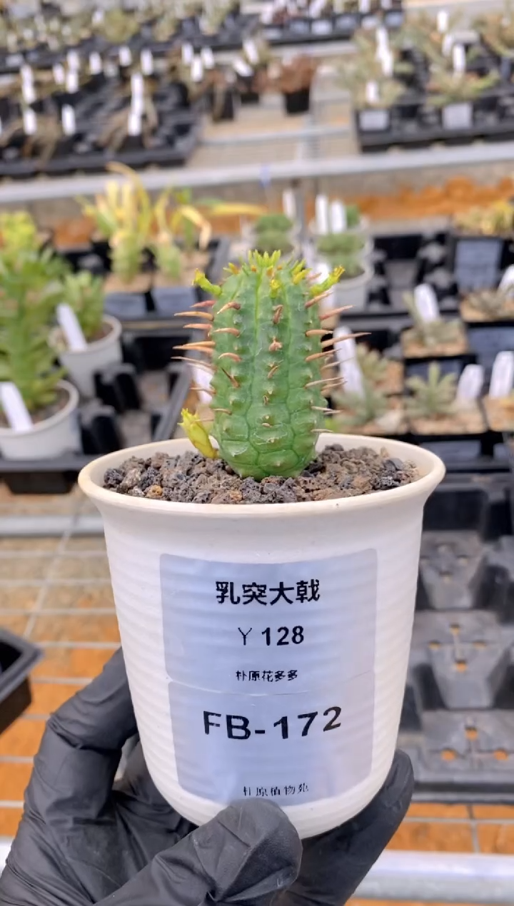 【闪购商品】乳突大戟FB-172