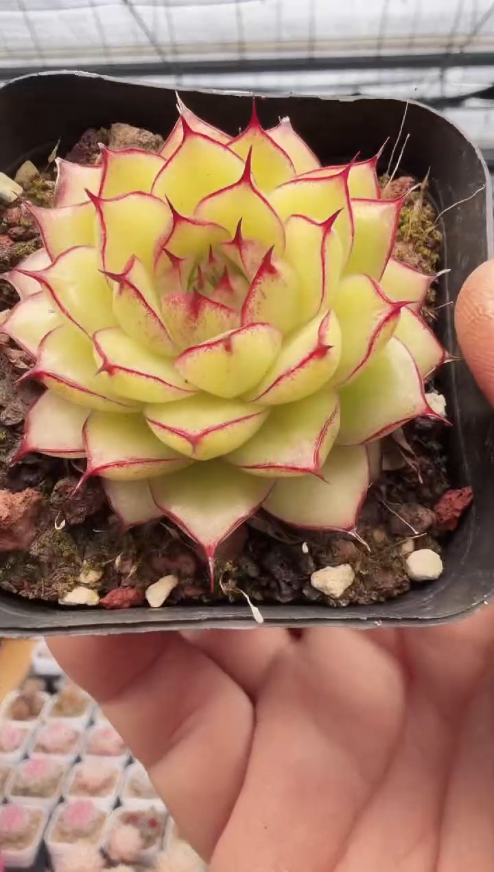 东云多肉园新款-18