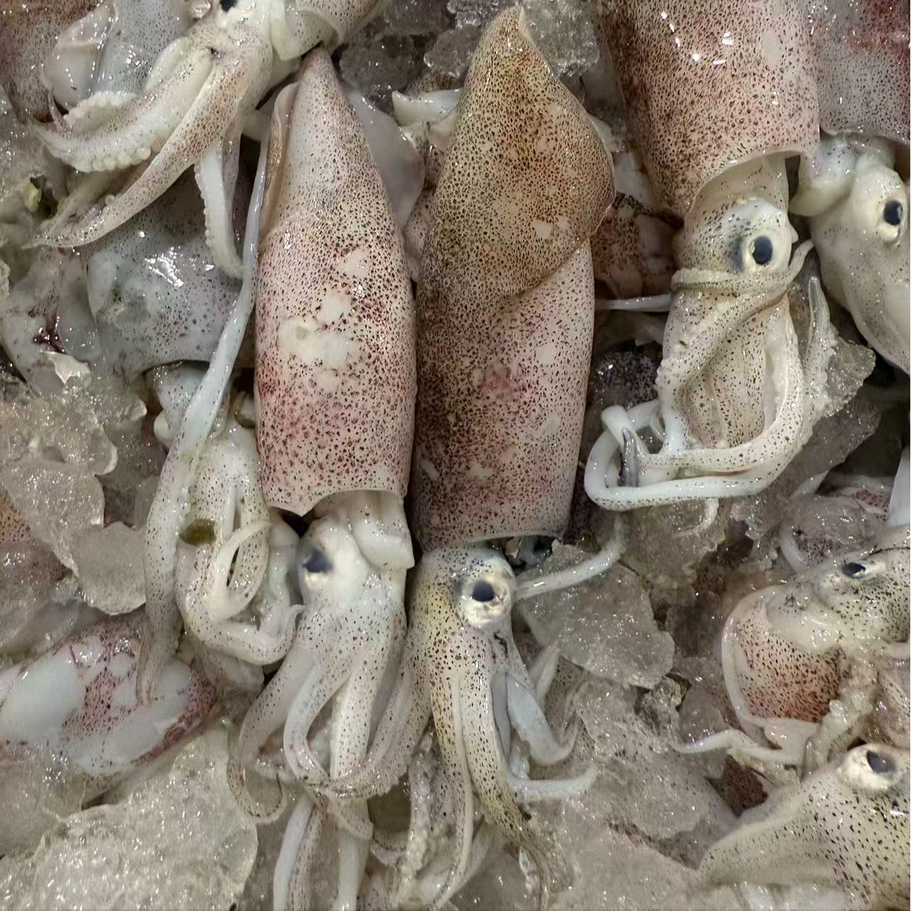  【4斤大海兔】东海本港野生海兔白子海捕小网海鲜顺丰包邮