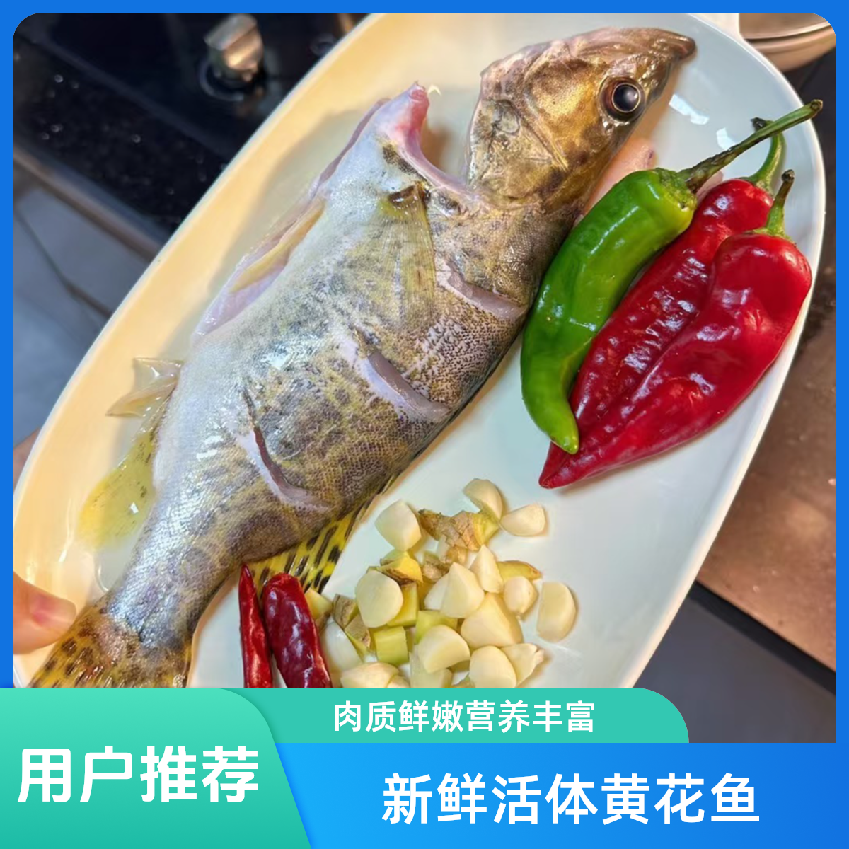 鲜活桂鱼1斤半左右一条