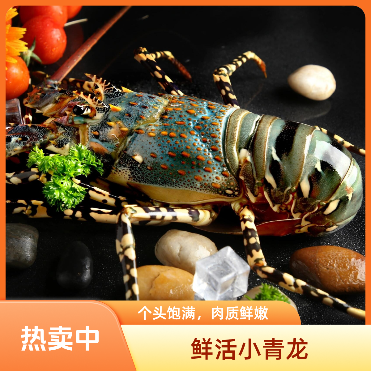 鲜活小青龙(4-6两/只)-99元