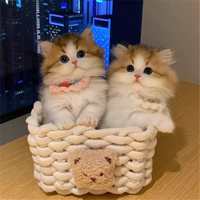 矮脚猫金加白三花金渐层蓝金等宠物猫活体