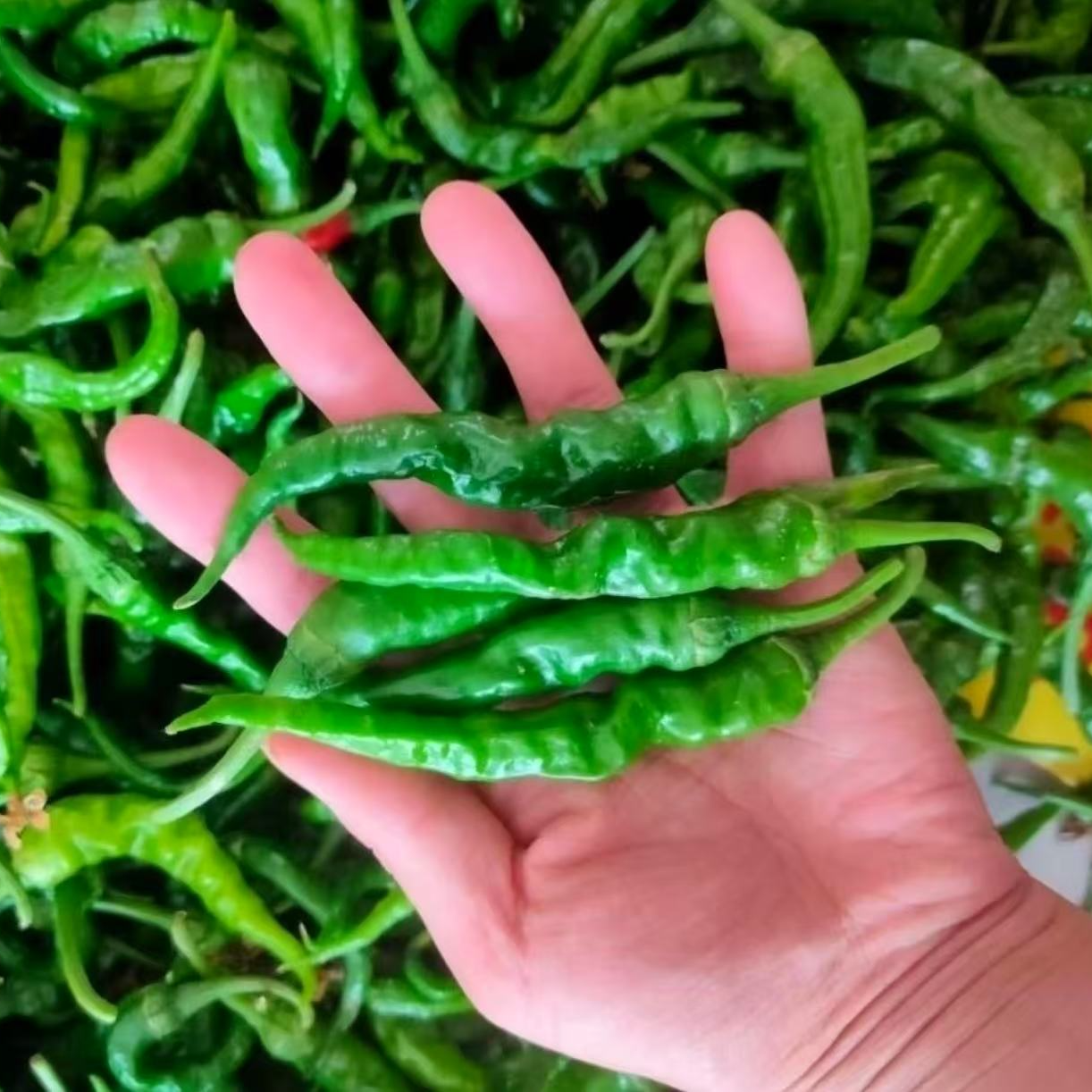 邳州特产 本地新鲜辣椒 勾椒