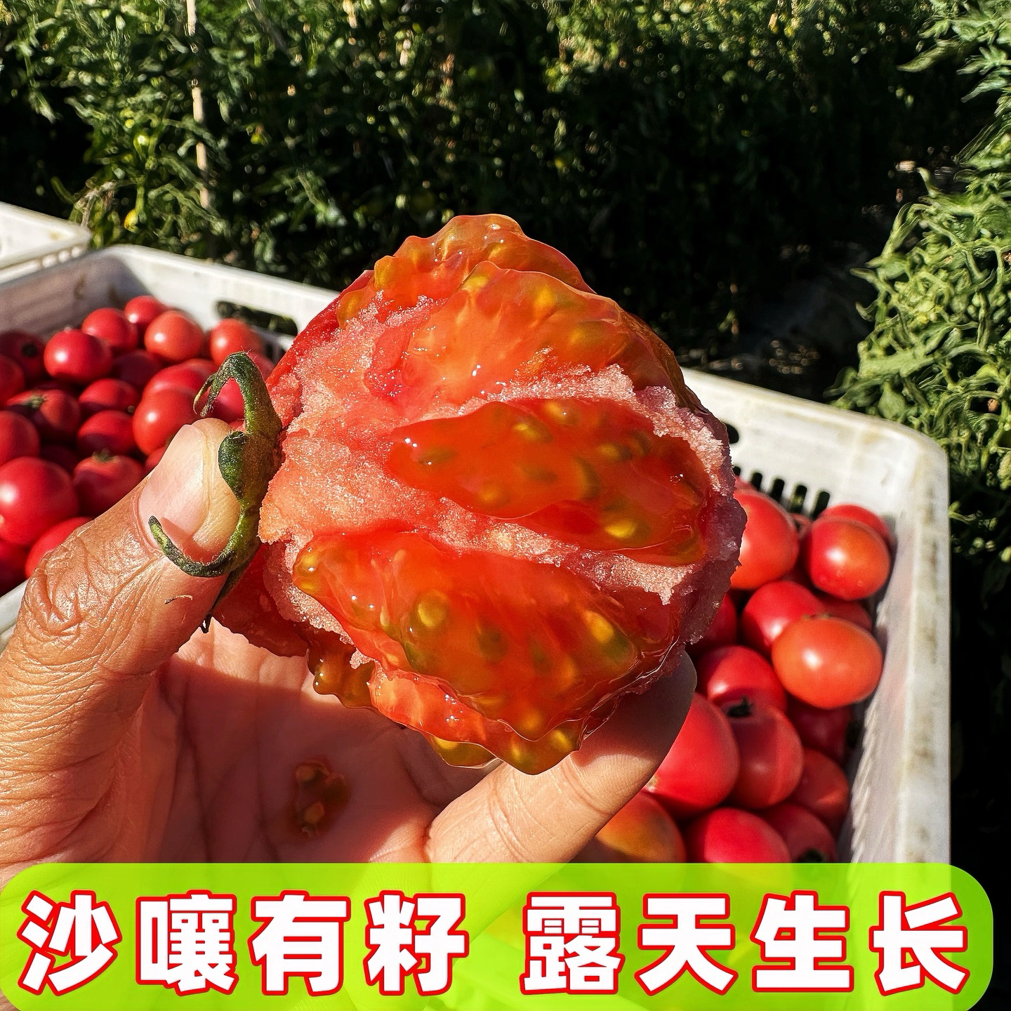 【精选5斤净重】大红西红柿露天种植农家沙瓤西红柿酸甜可口不催熟
