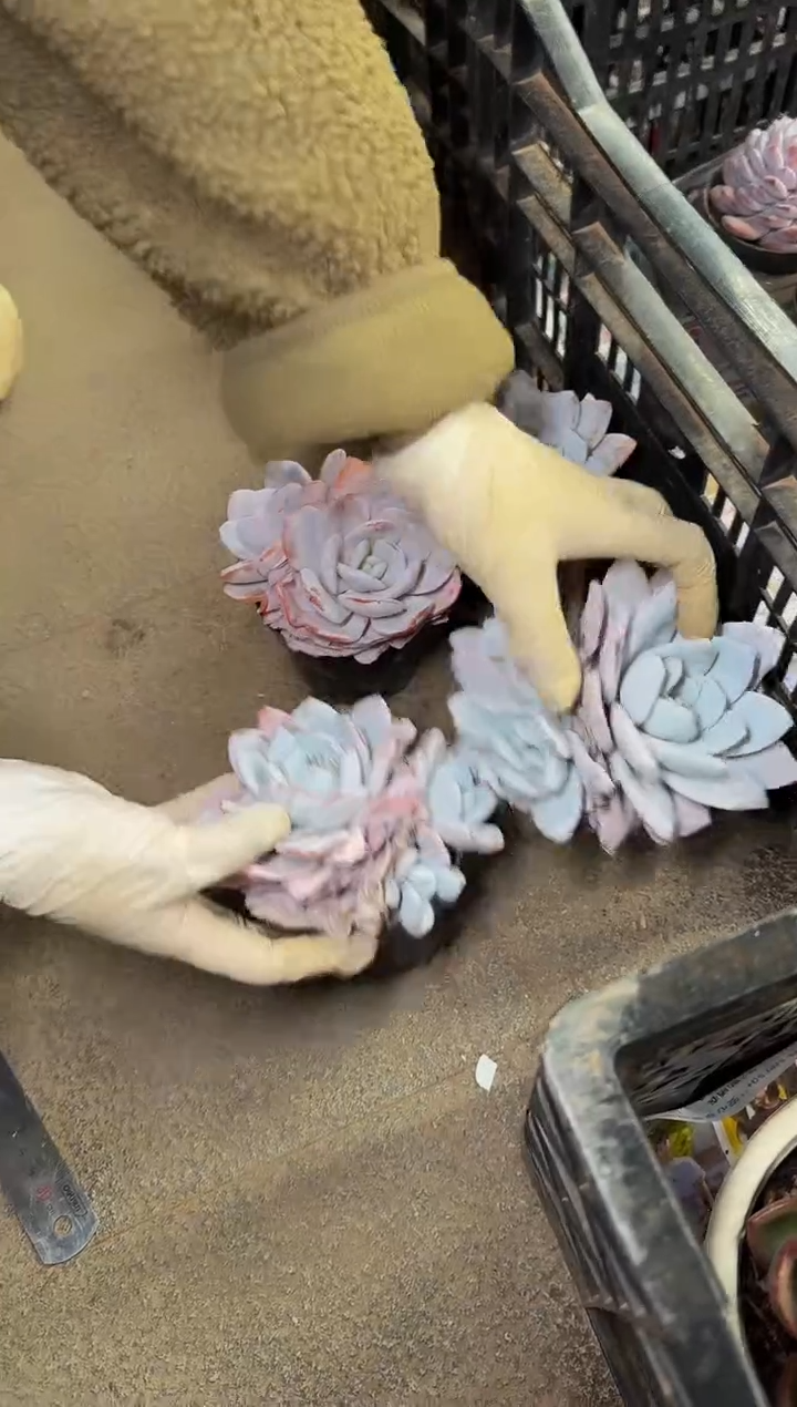 80#双头雪莲（7-11m）脱土