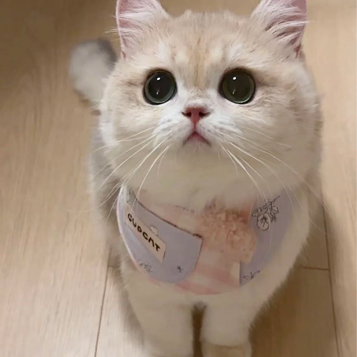 【嘉呗呗宠物】全猫品种猫猫一对一对接 不满意全额退