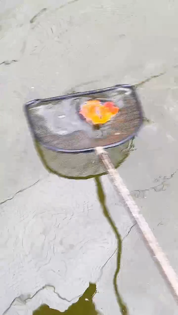 金鱼一**呀水娃娃观赏鱼兰寿金鱼  不包邮