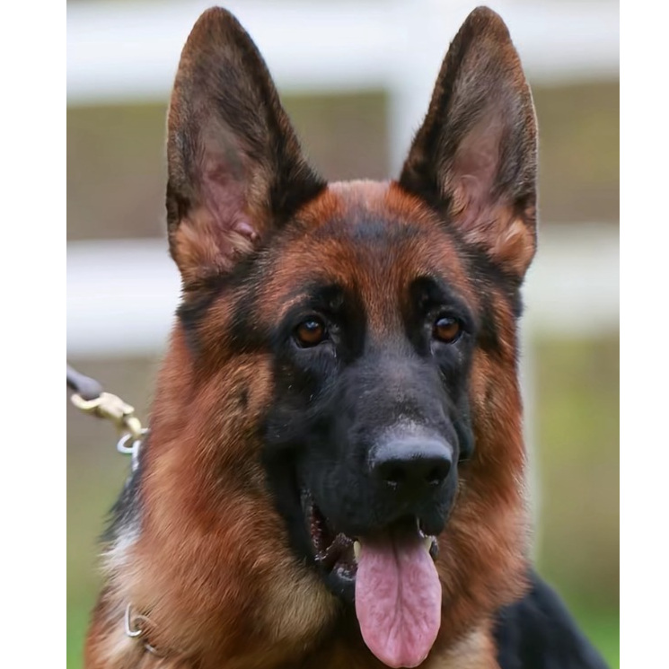 <犬业家>T狗狗活体