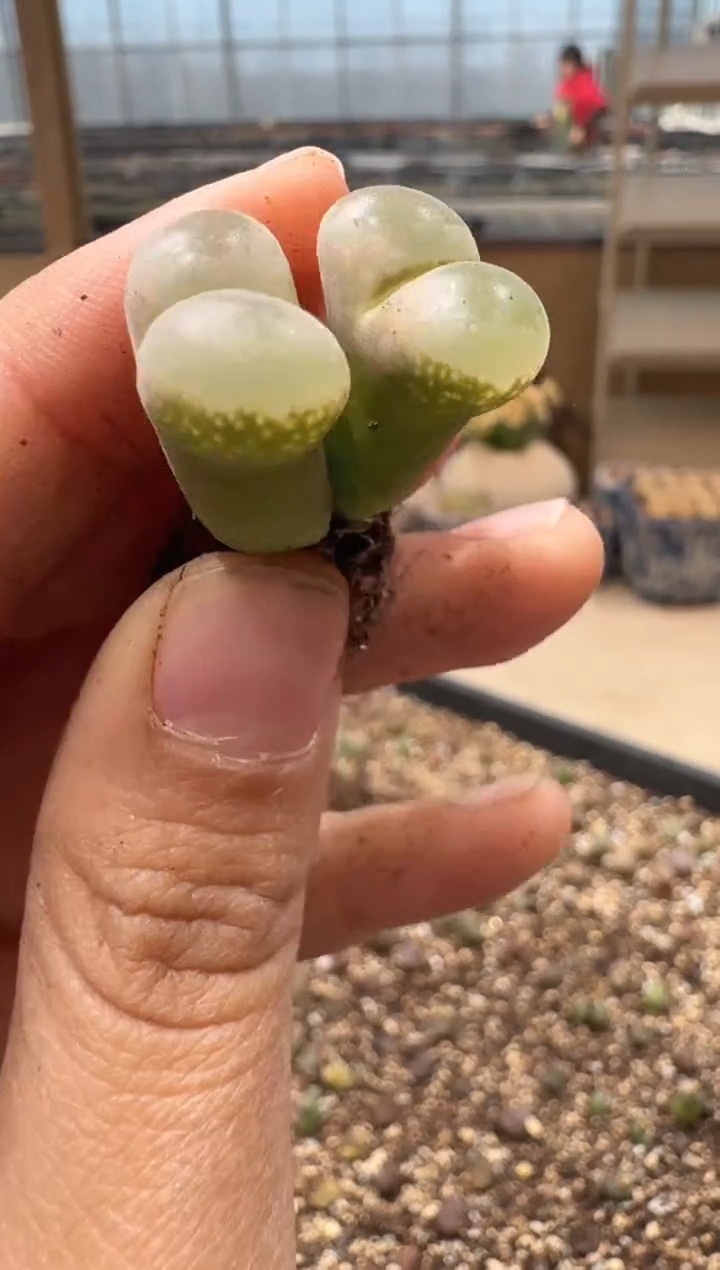 多肉植物肉锥3-102